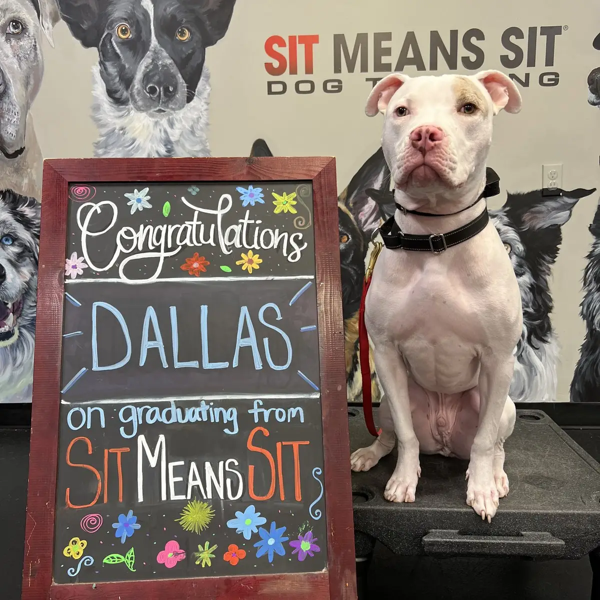 Dallas on graduation day at Sit Means Sit Dog Training in Valhalla, NY