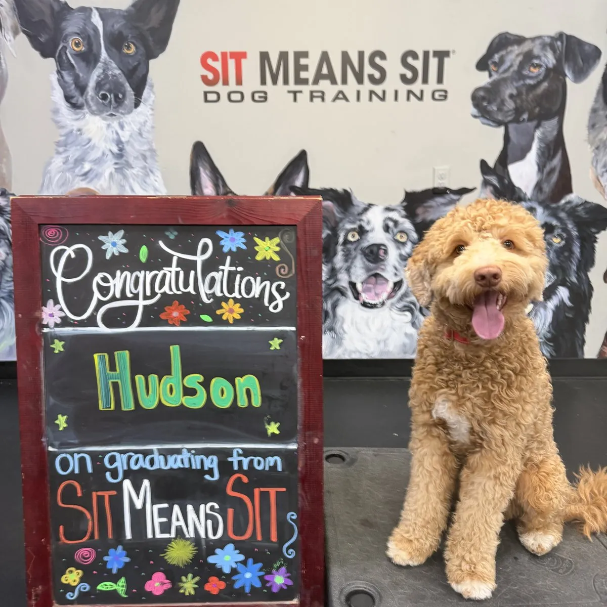 Hudson on graduation day at Sit Means Sit Dog Training in Valhalla, NY