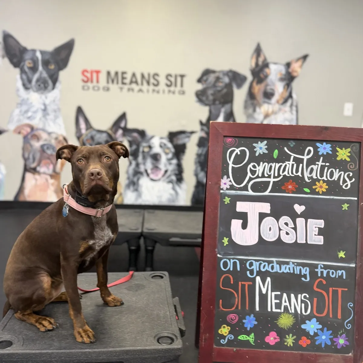 Josie on graduation day at Sit Means Sit Dog Training in Valhalla, NY