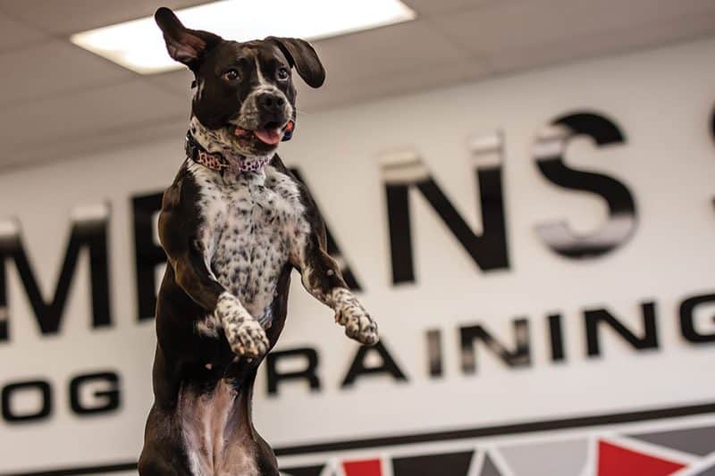 Dog jumping up in front of the Sit Means Sit Dog Training banner