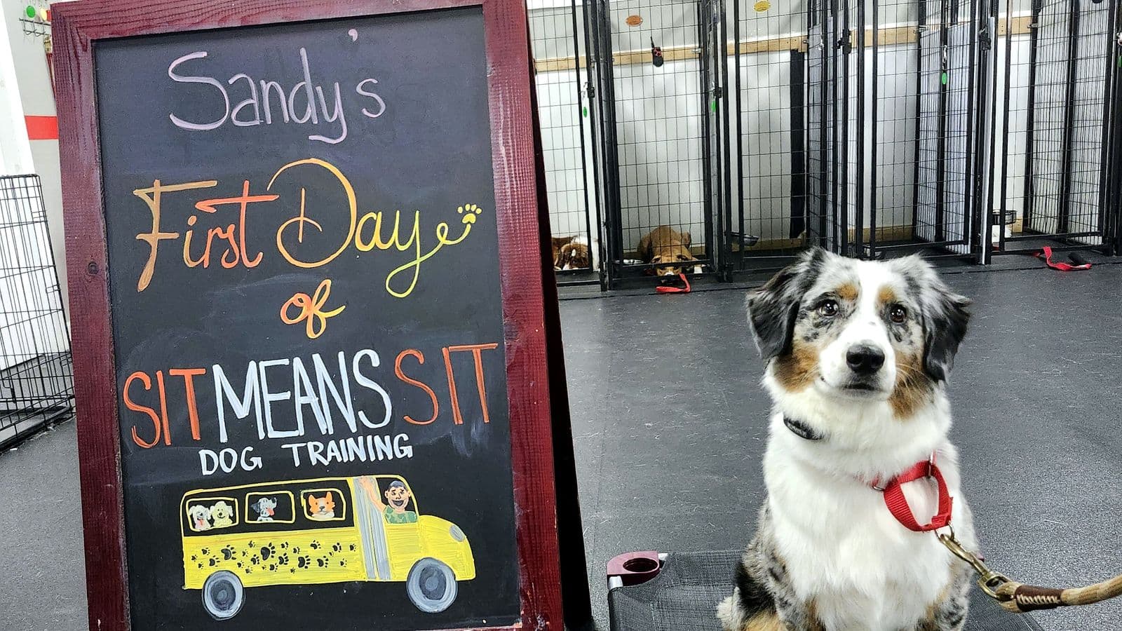 Australian Shepherd beside a “First Day” chalkboard at the Sit Means Sit facility in Valhalla, NY