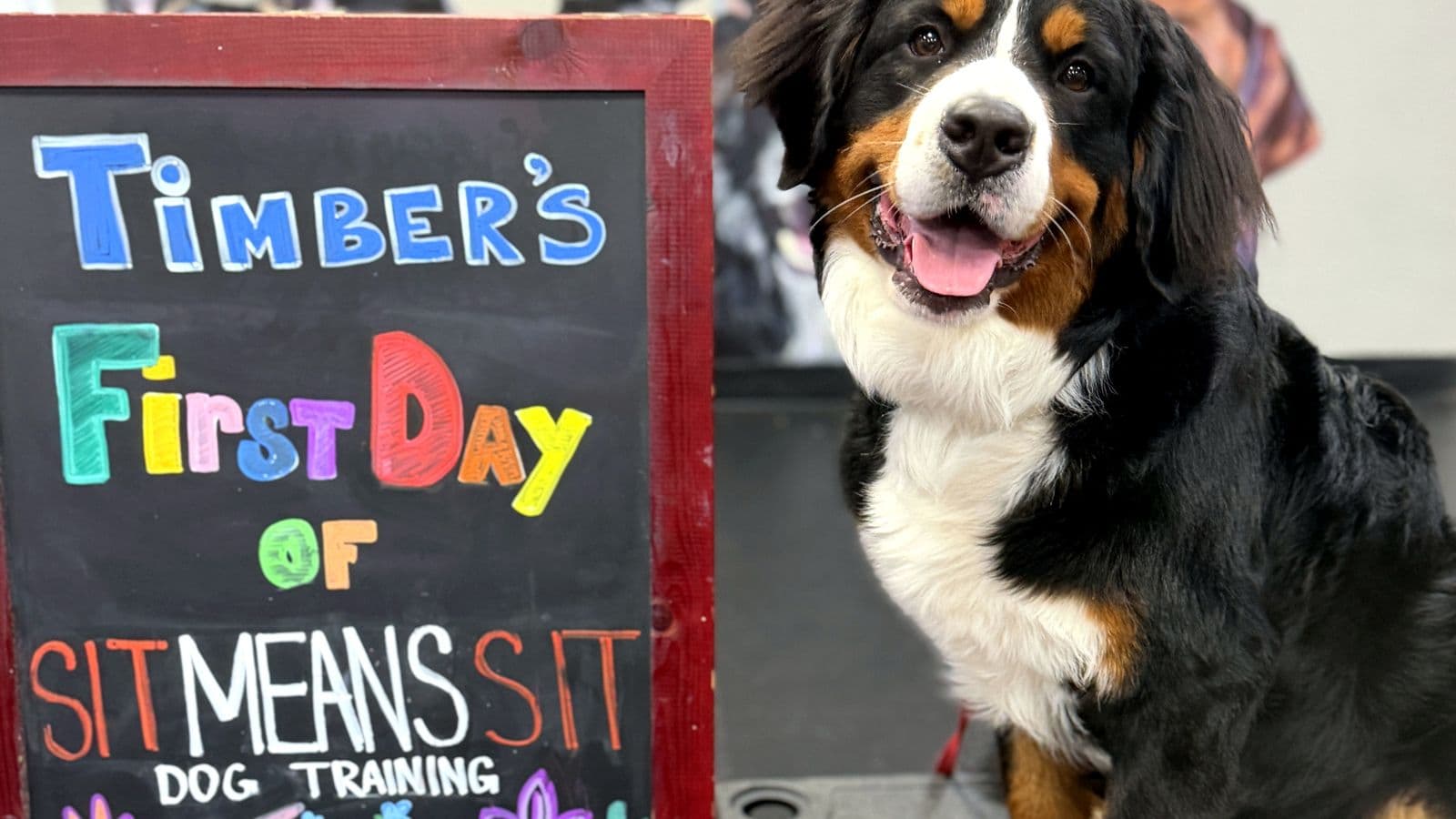 Bernese Mountain Dog beside a “First Day” chalkboard at Sit Means Sit Westchester