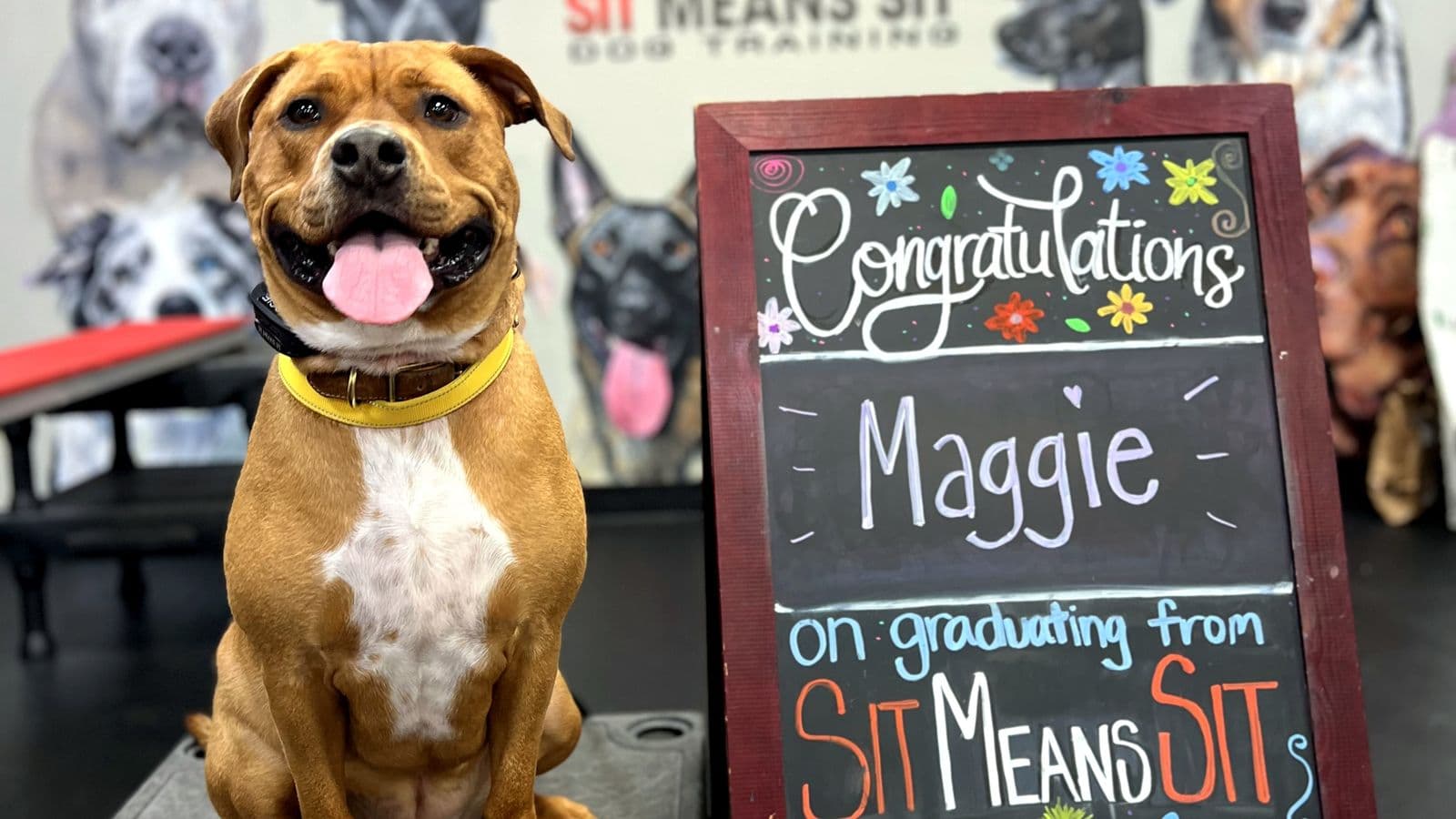 Smiling boxer mix on a training cot beside a graduation chalkboard at Sit Means Sit Westchester