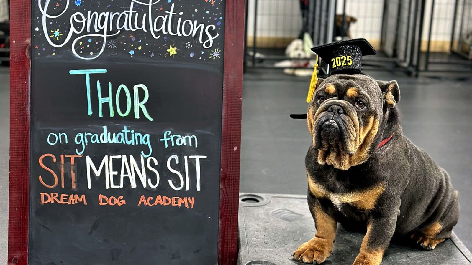English Bulldog in a 2025 graduation cap beside a graduation chalkboard at Sit Means Sit Westchester