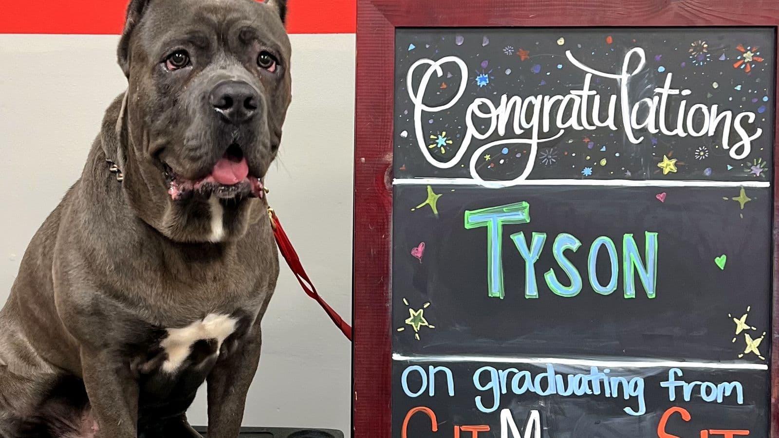 Cane Corso beside a graduation chalkboard at Sit Means Sit Westchester