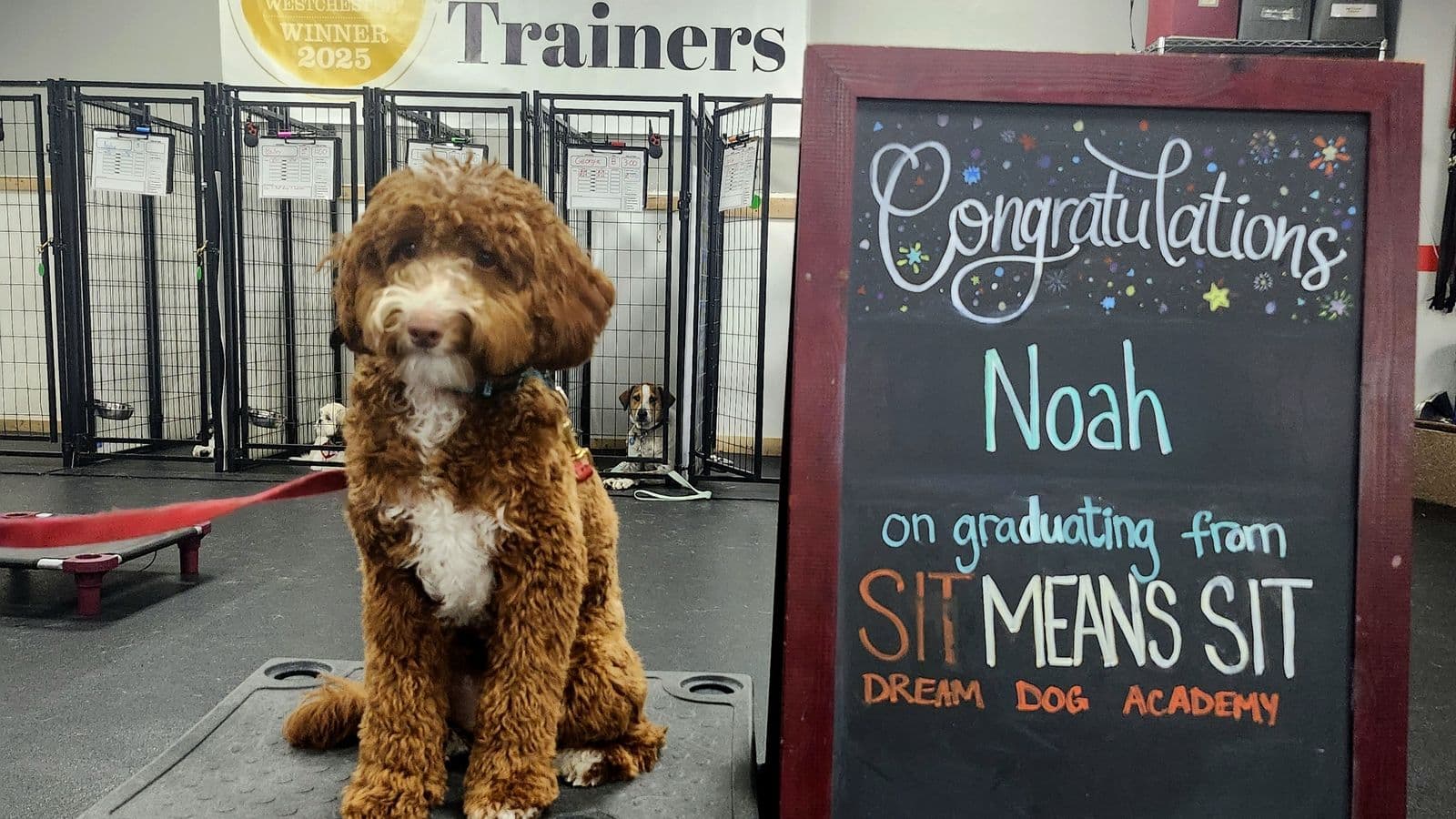 Brown doodle on a training cot beside a graduation chalkboard at Sit Means Sit Dog Training of Westchester