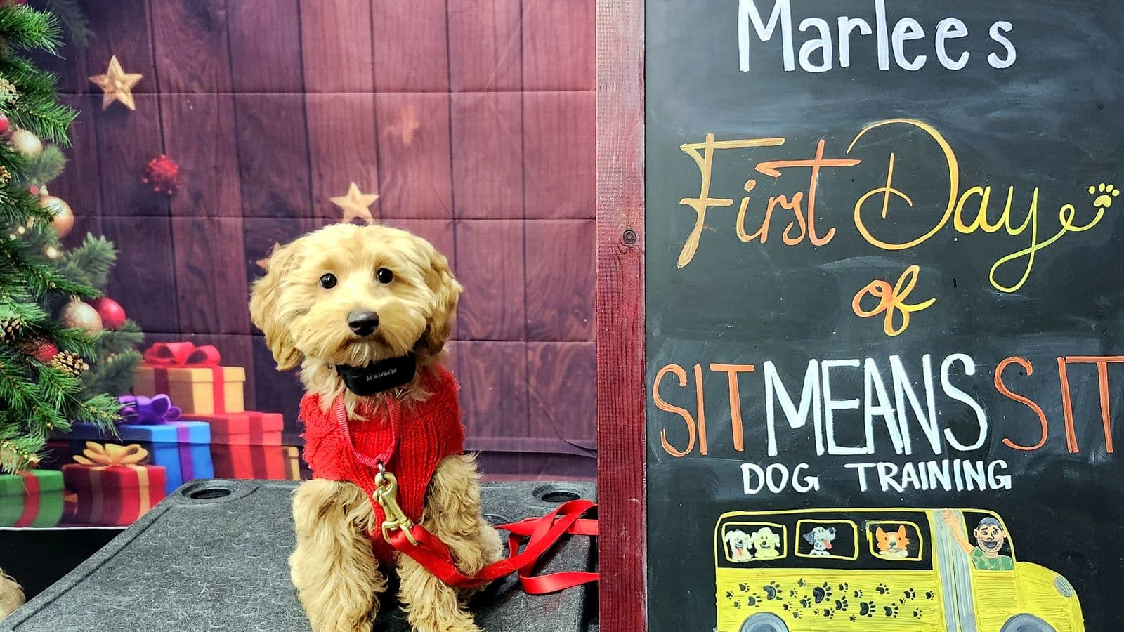 Small golden doodle in a red sweater beside a holiday “First Day” chalkboard