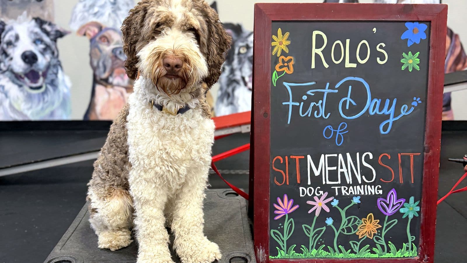 Curly-coated brown-and-white dog beside a “First Day” chalkboard inside the Sit Means Sit facility