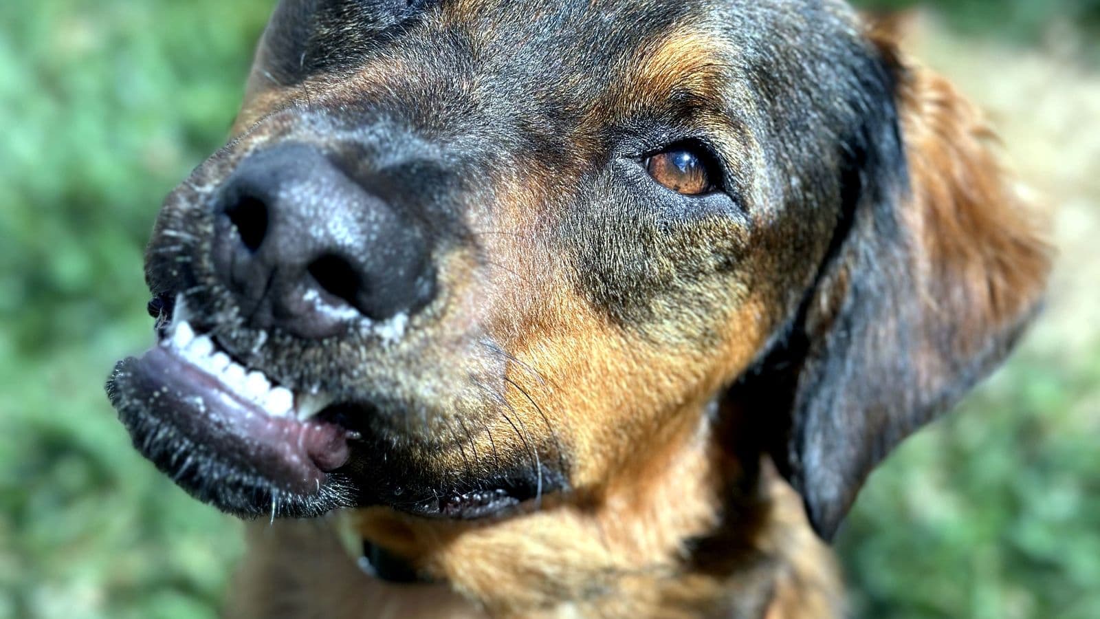 Close-up of a black-and-tan mixed-breed dog, a Sit Means Sit Westchester client