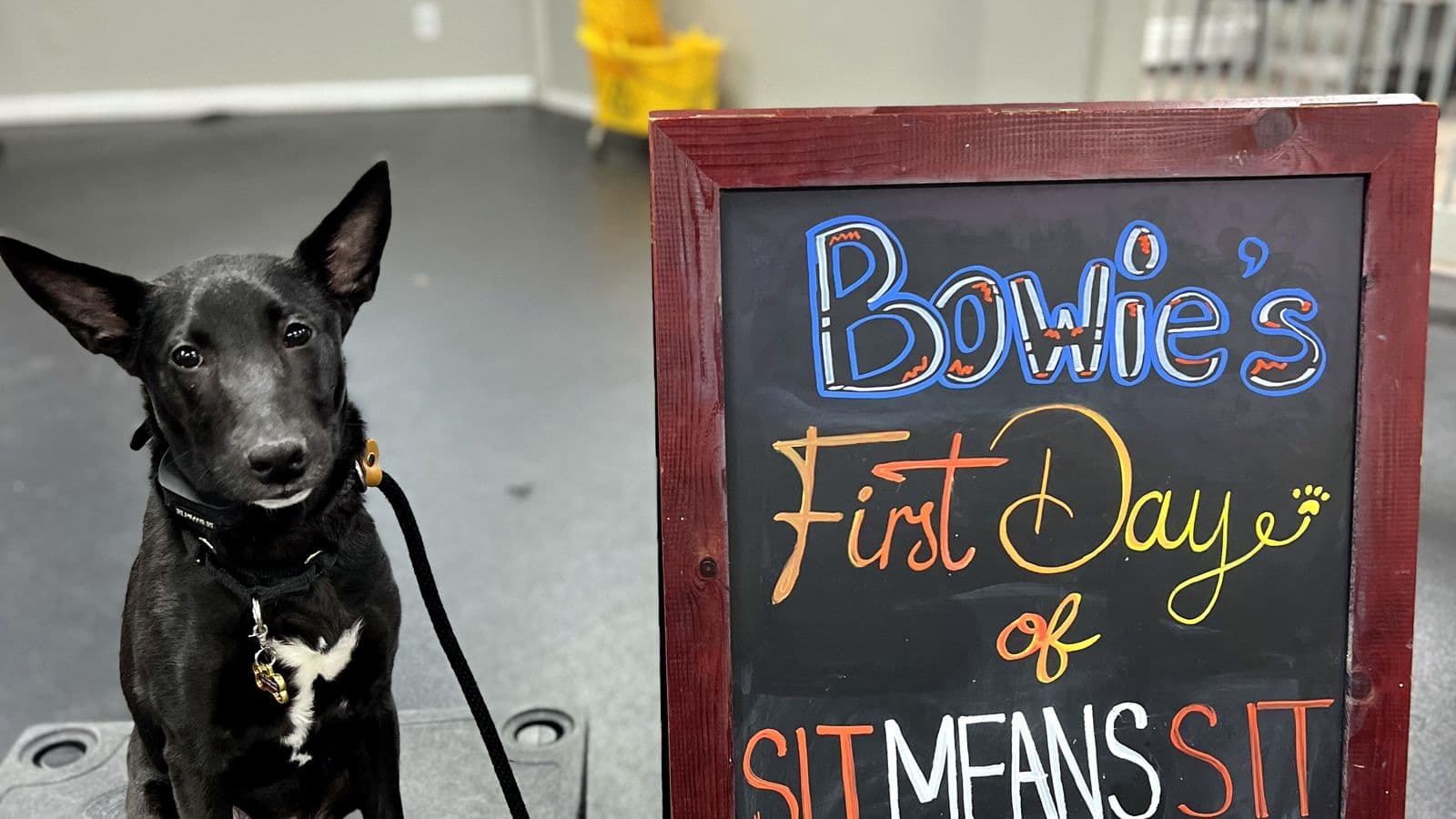 Young black shepherd mix beside a “First Day” chalkboard at Sit Means Sit Westchester