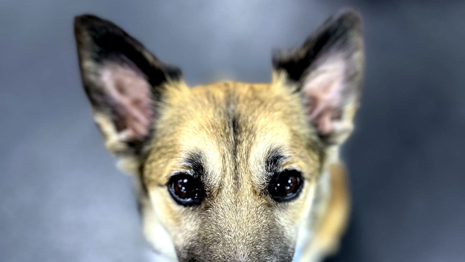 Close-up of a shepherd mix looking into the camera