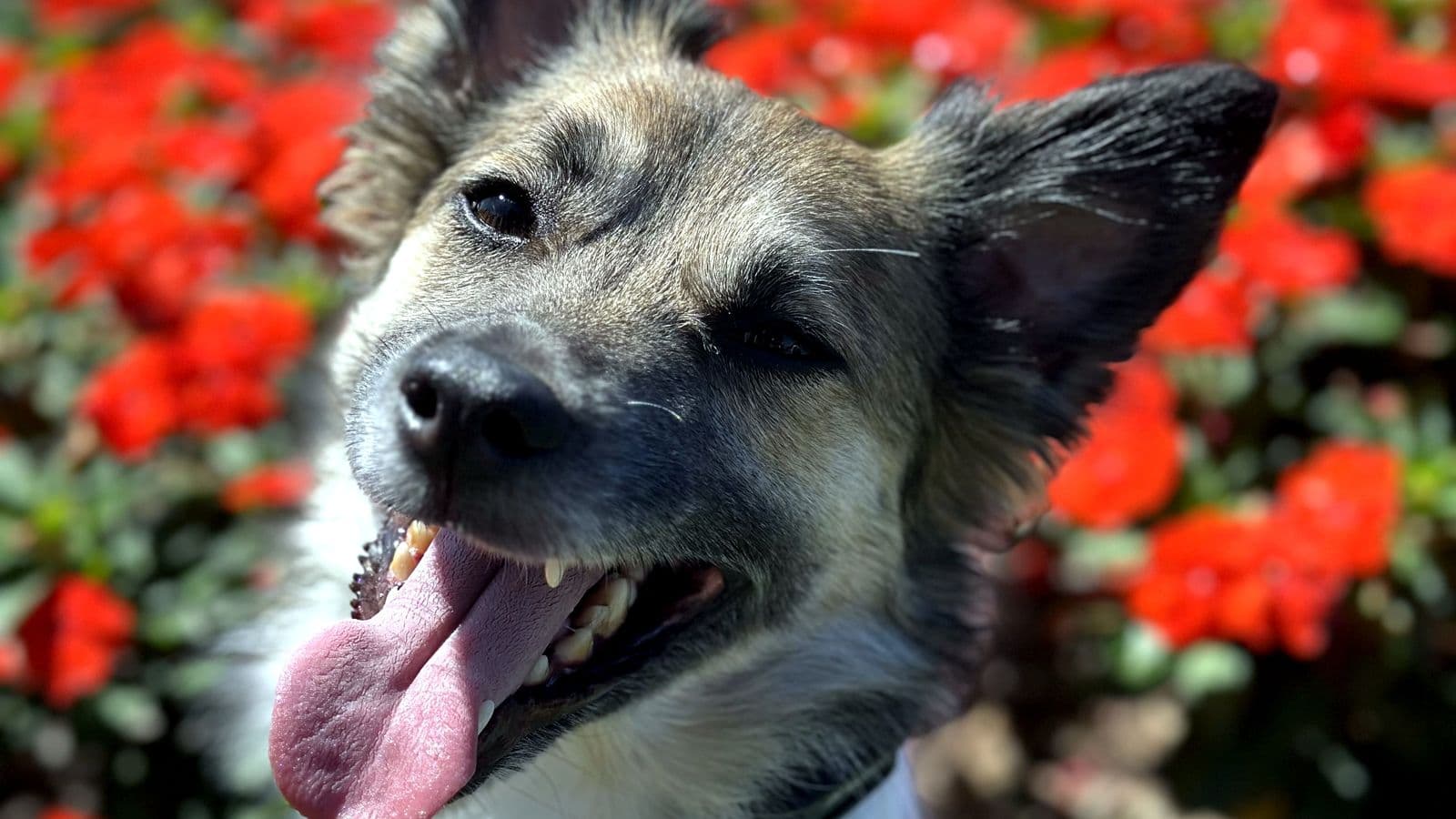 Happy shepherd mix with its mouth open among red flowers