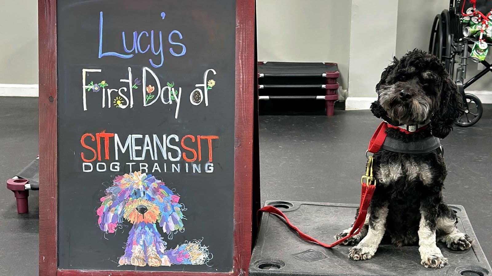 Small black curly-coated dog beside a “First Day” chalkboard
