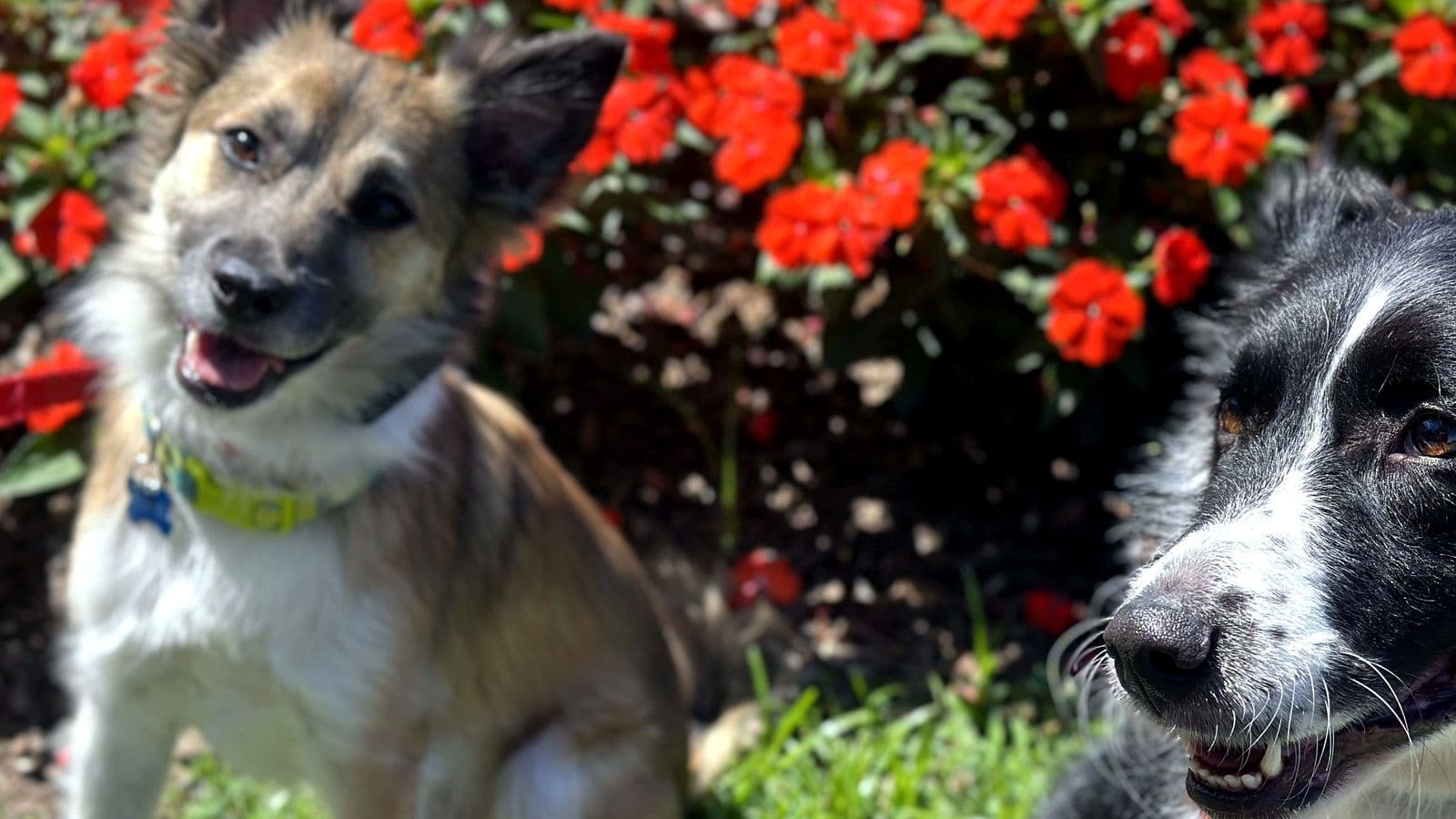 Shepherd mix and border collie side by side among red flowers