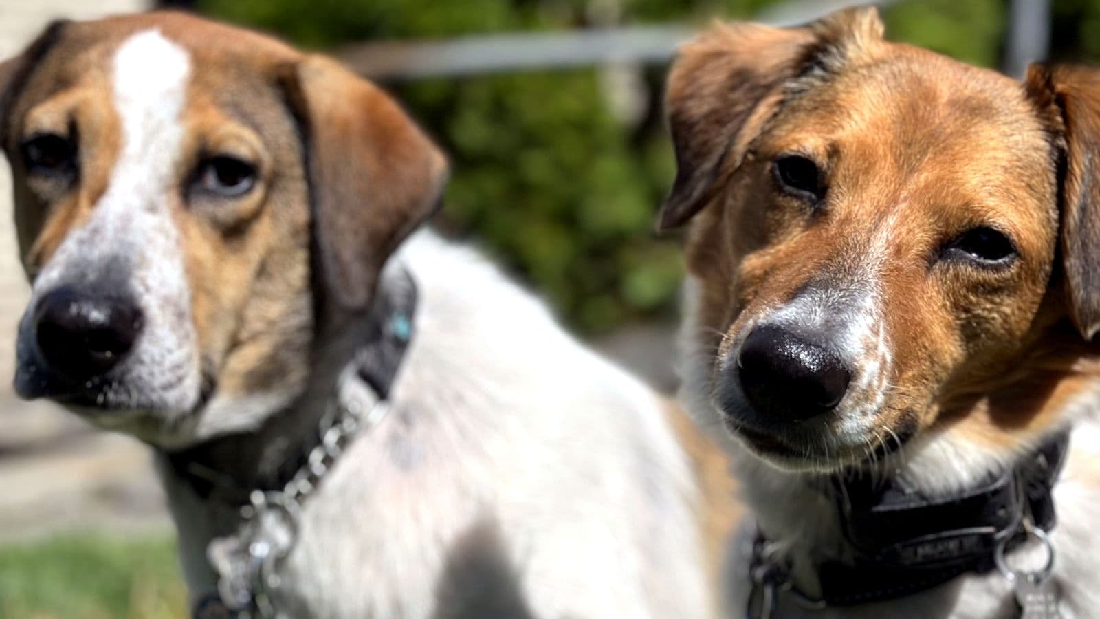Two hound-mix dogs side by side outdoors