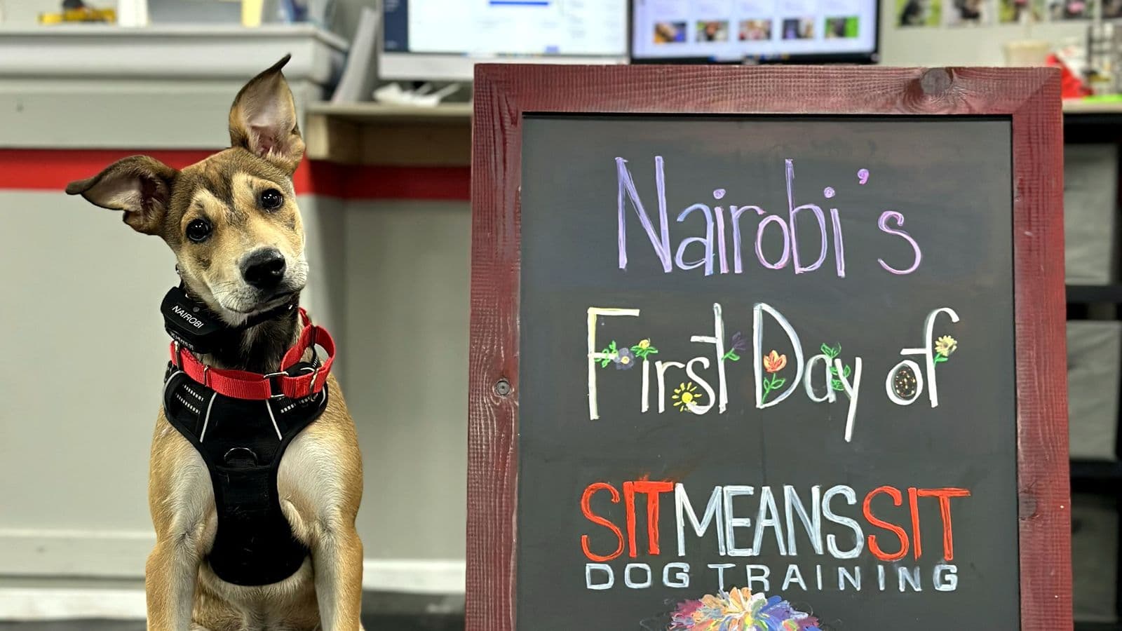 Young shepherd mix in a harness beside a “First Day” chalkboard at Sit Means Sit Westchester