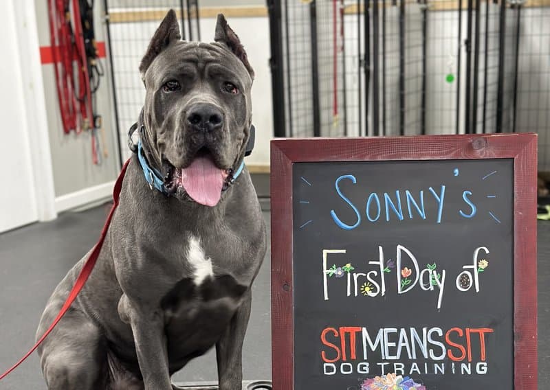 Day Train — dog training program at Sit Means Sit Dog Training of Westchester, Valhalla NY
