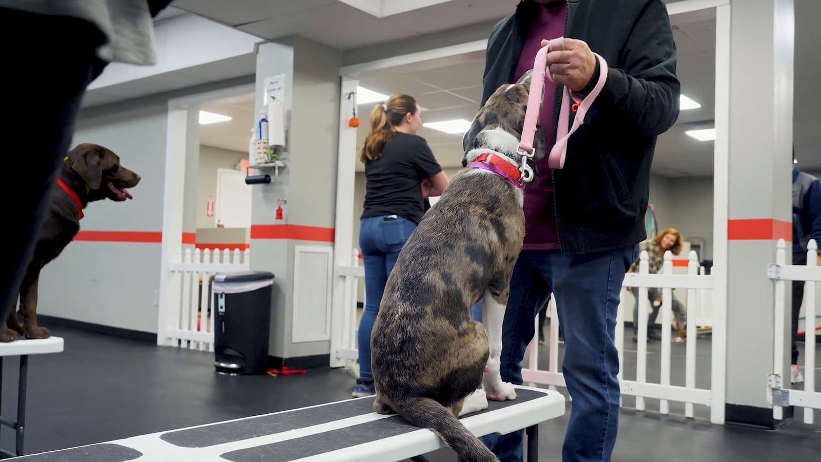 Merle dog sitting on a training bench beside its handler during group class