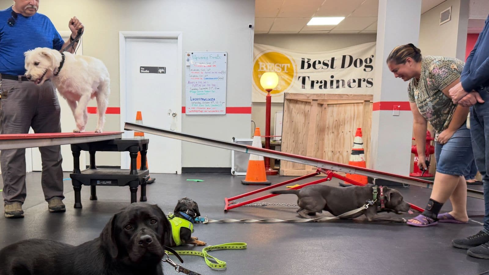 Dogs and handlers in group class beneath the Best Dog Trainers banner at Sit Means Sit Westchester