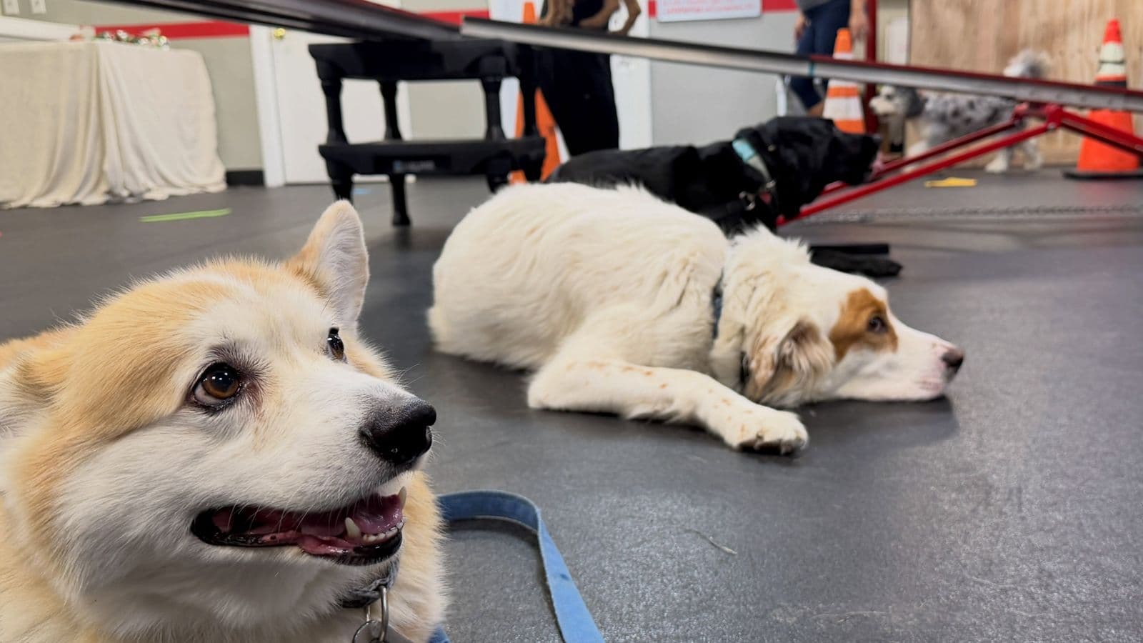 Smiling corgi lying near a white dog during group class at Sit Means Sit Westchester