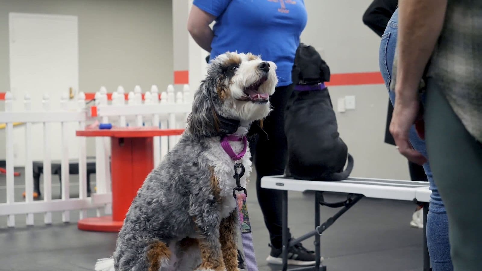 Doodle sitting calmly beside other dogs in group class