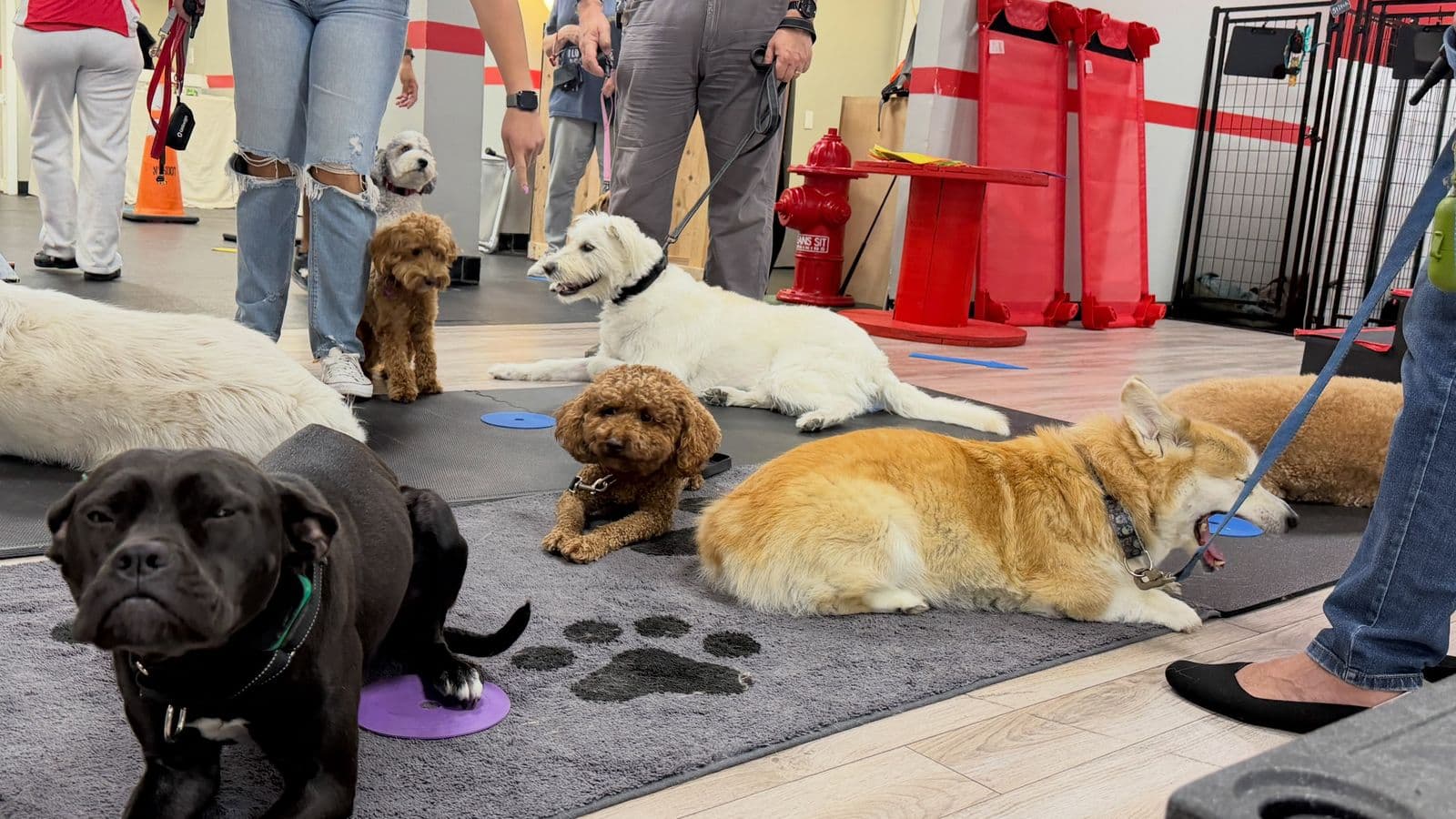 Several dogs lying calmly on mats together during group class