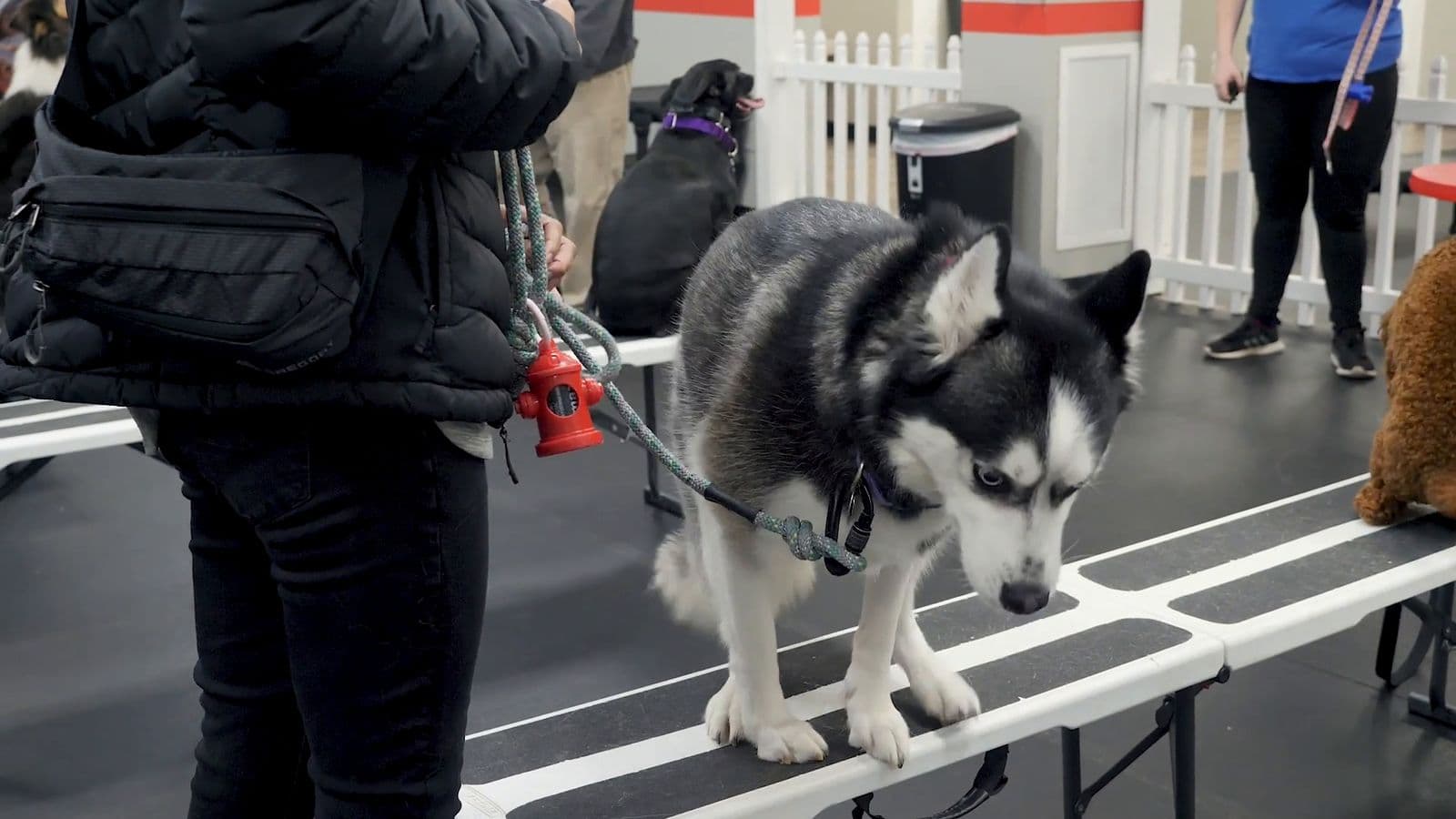 Husky working on a training bench during group class at Sit Means Sit Westchester