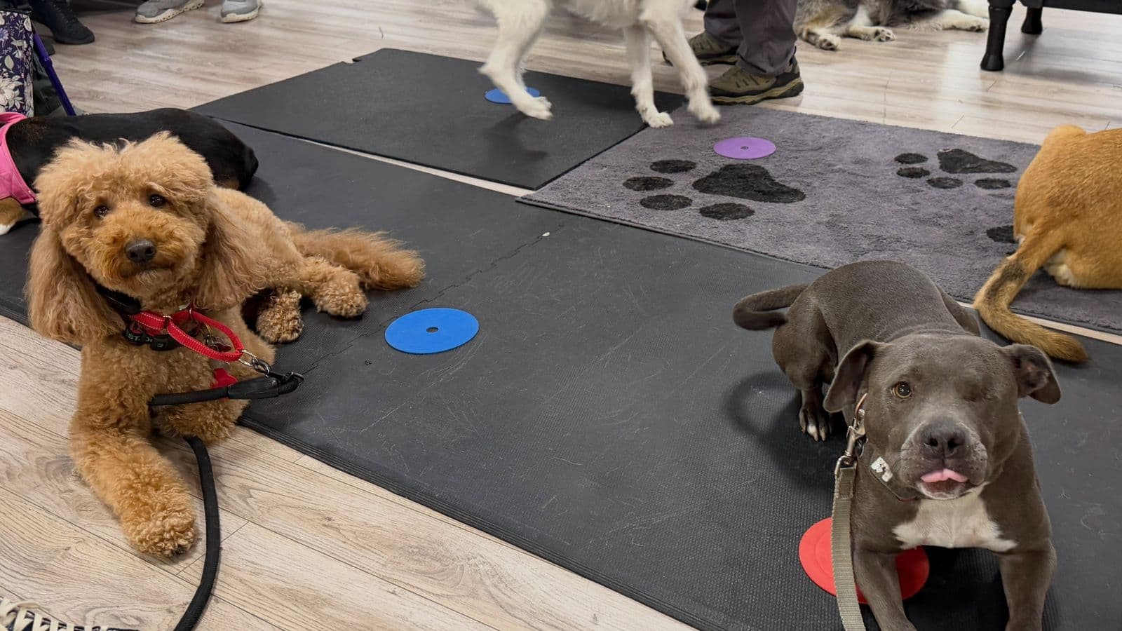 A red doodle and a gray short-coated dog lying on mats during group class
