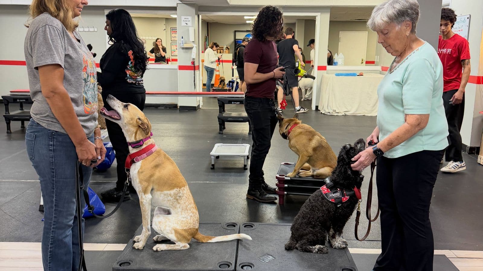 Owners and their dogs working on training cots during group class in Valhalla, NY