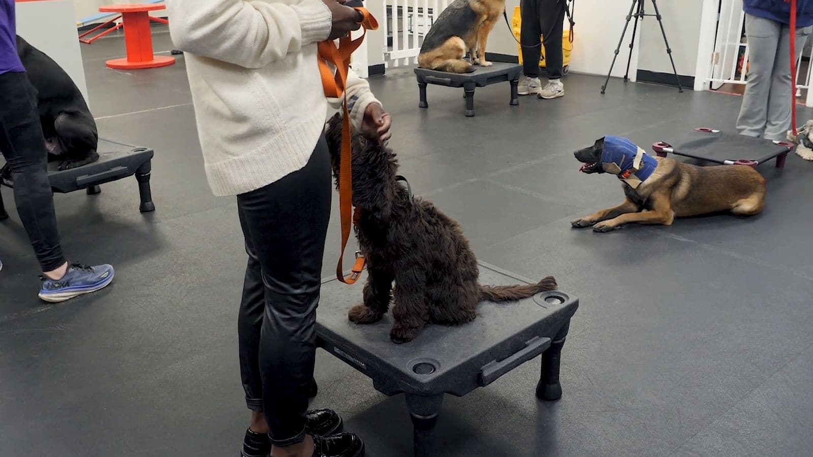 Dogs holding place on training cots during group class in Valhalla, NY