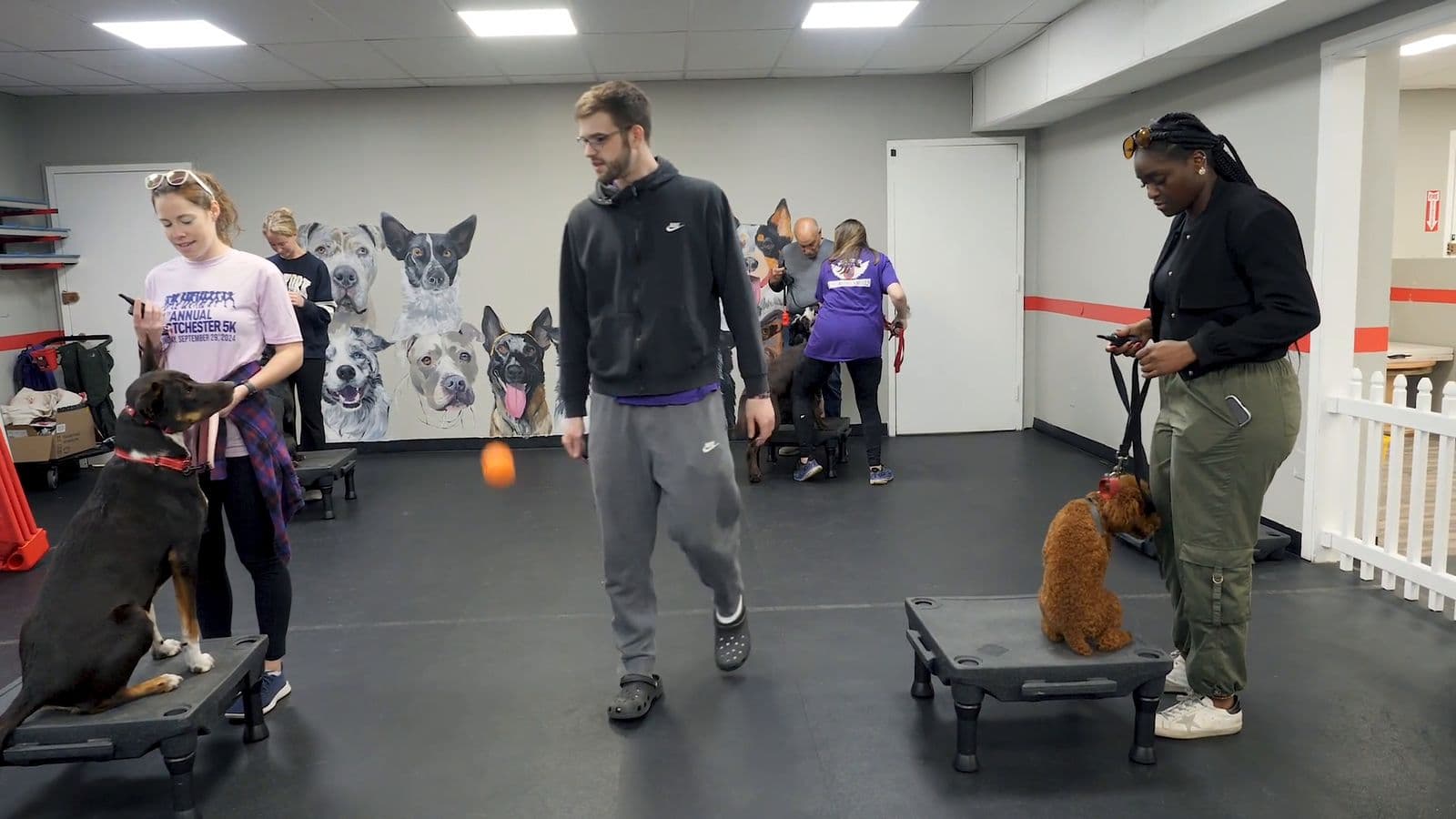 Handlers and dogs working on training cots during group class at Sit Means Sit Westchester