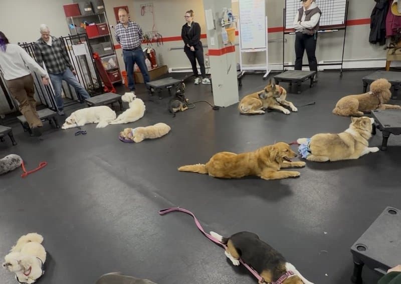 Group Class — dog training program at Sit Means Sit Dog Training of Westchester, Valhalla NY