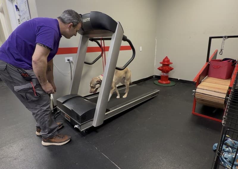 Private Lessons — dog training program at Sit Means Sit Dog Training of Westchester, Valhalla NY