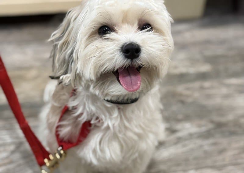 Puppy Training — dog training program at Sit Means Sit Dog Training of Westchester, Valhalla NY