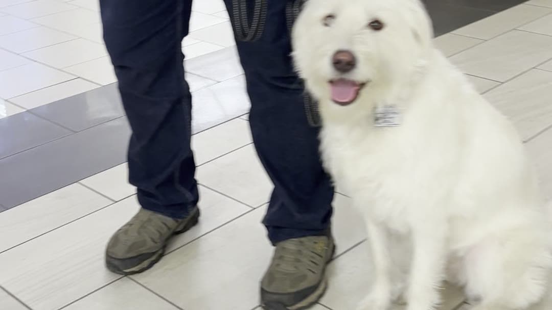 White doodle therapy dog sitting calmly beside its handler in a busy shopping mall